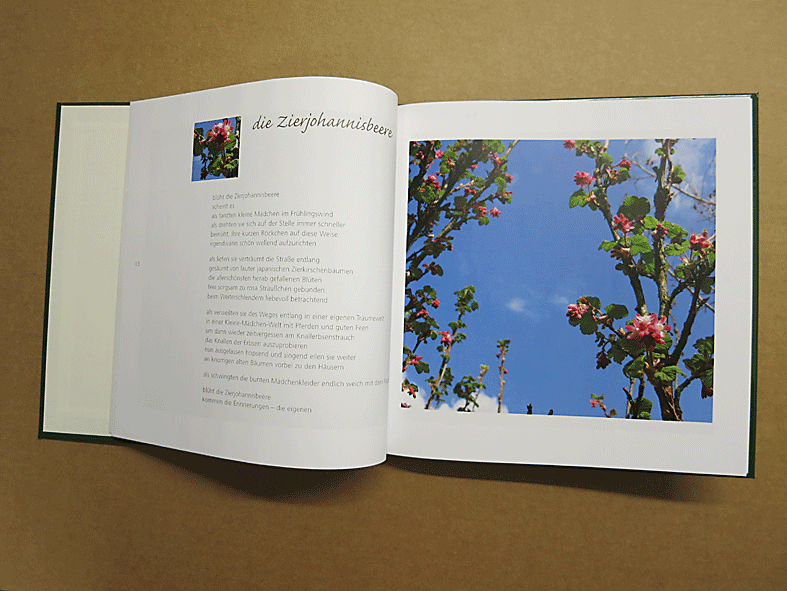 Zierjohannisbeere-aufgeschl